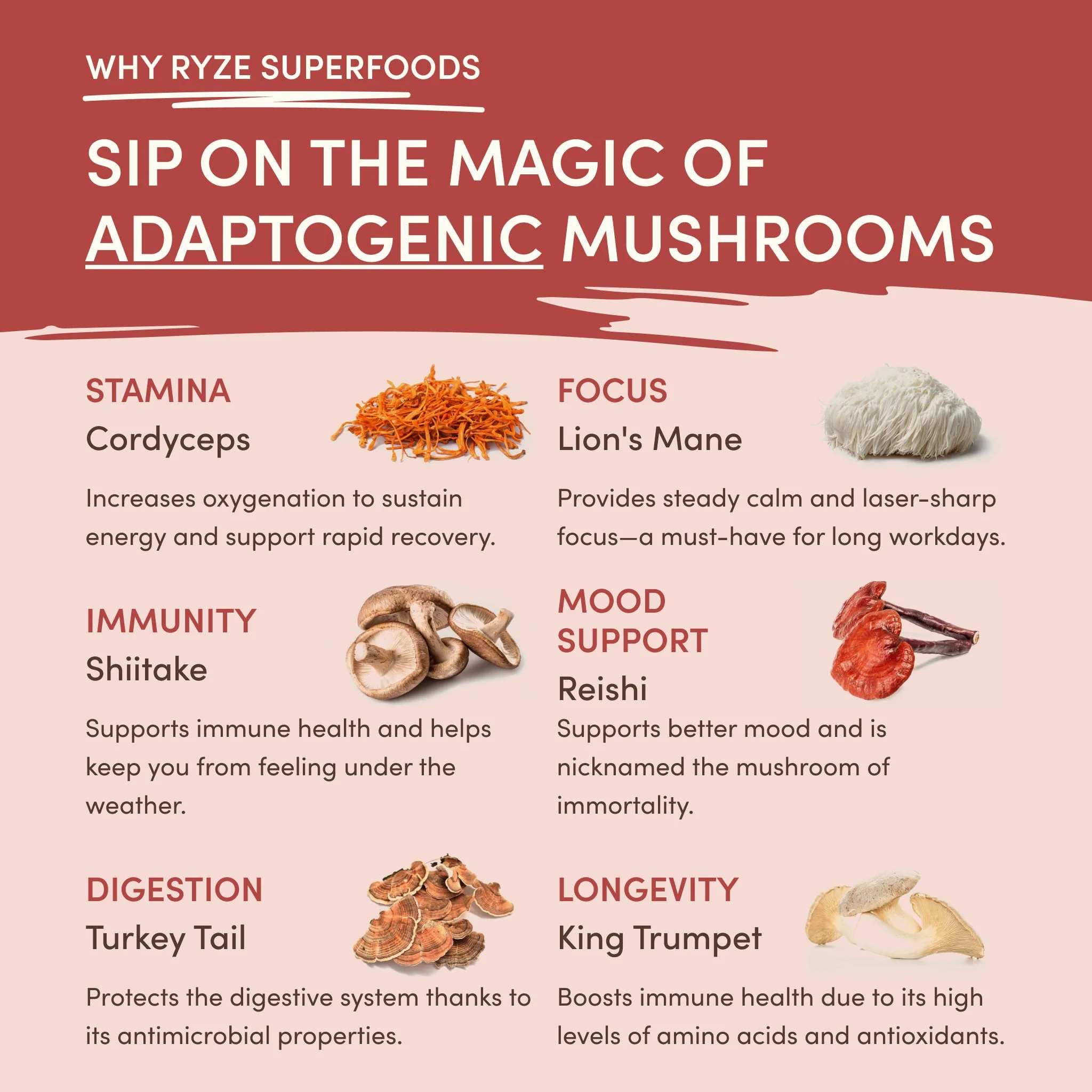 Mushroom Chai (1 Pack - 20 Servings) - Image 3